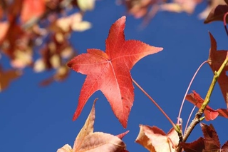Illustration for article titled Shooting Challenge Fall Leaves Gallery 4